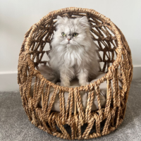 Rattan Dome Cat Bed with Cushion