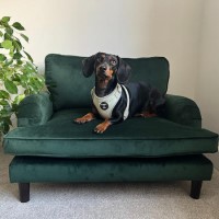 Dog Sofa Bed in Green Velvet - Payton