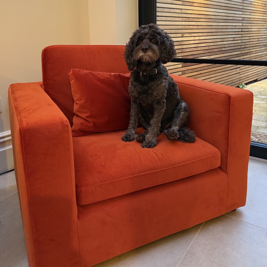 Dog Sofa Bed in Burnt Orange Velvet - Hudson 