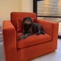 Dog Sofa Bed in Burnt Orange Velvet - Hudson 