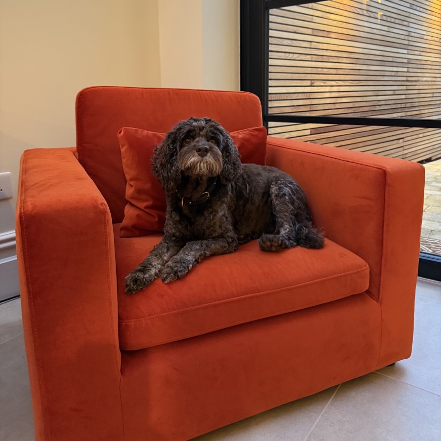 Dog Sofa Bed in Burnt Orange Velvet - Hudson 